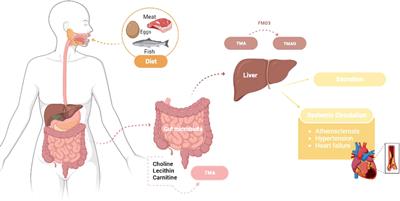 The potential links between human gut microbiota and cardiovascular health and disease - is there a gut-cardiovascular axis?
